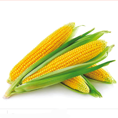 Maize