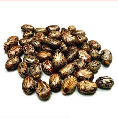 Castor Seeds